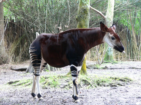 Okapi