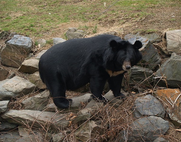 Orso dal collare