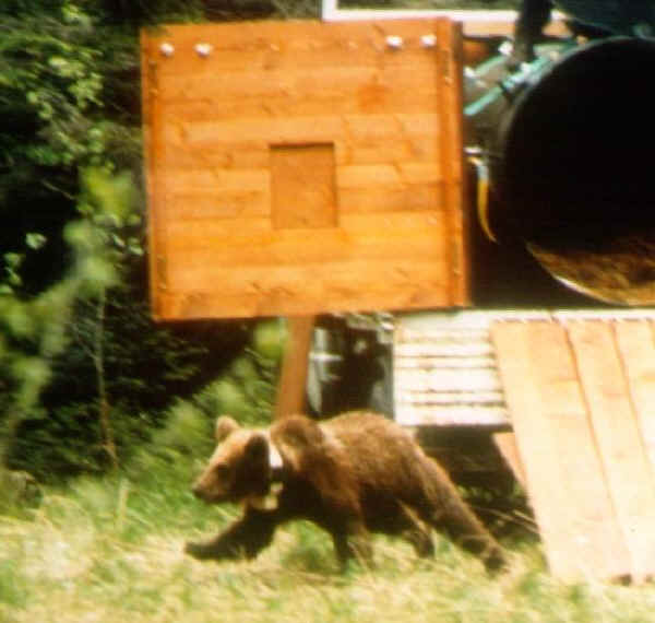 Progetto Live Ursus: Orso liberato nel Parco Adamello Brenta