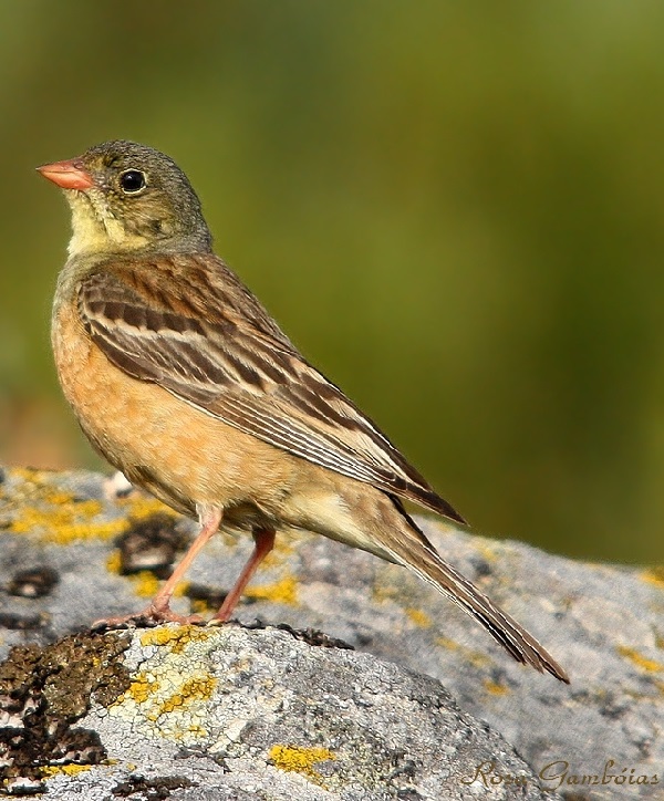 Ortolano