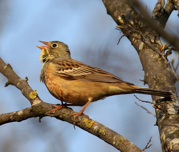 Ortolano