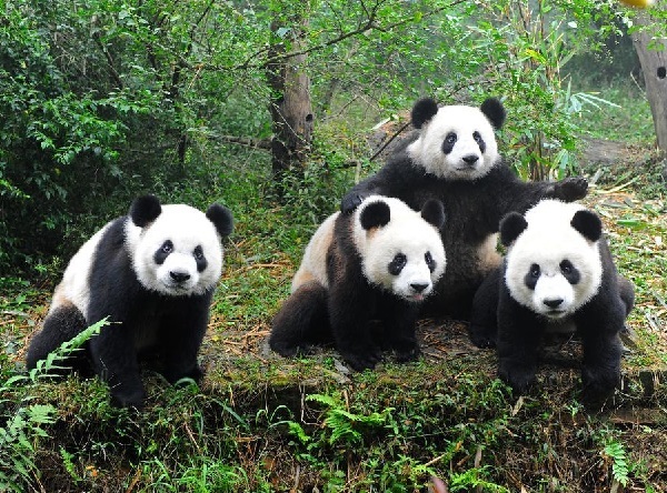 Panda gigante