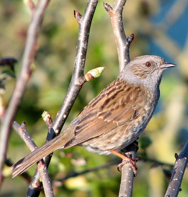 Passera scopaiola