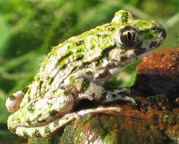 Pelodite punteggiato