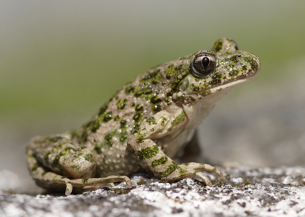 Pelodite punteggiato