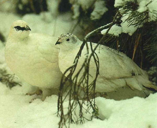 Pernice bianca in inverno 