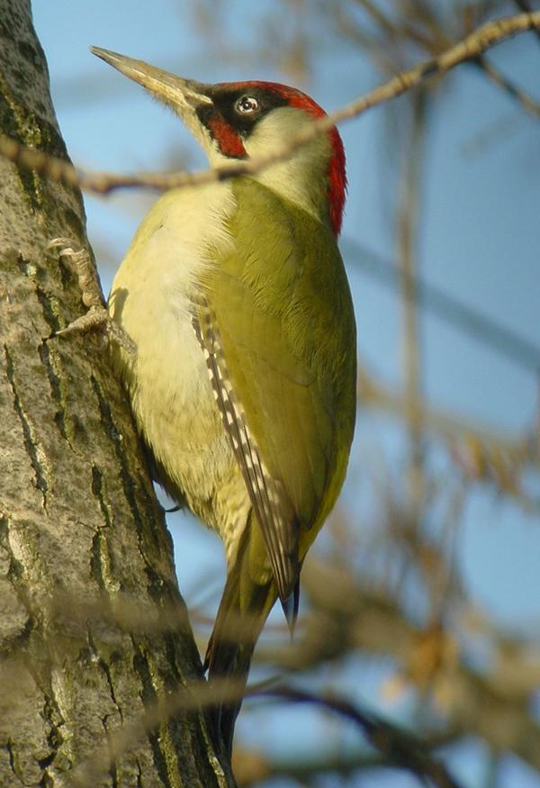 Picchio verde - Picus viridis L.