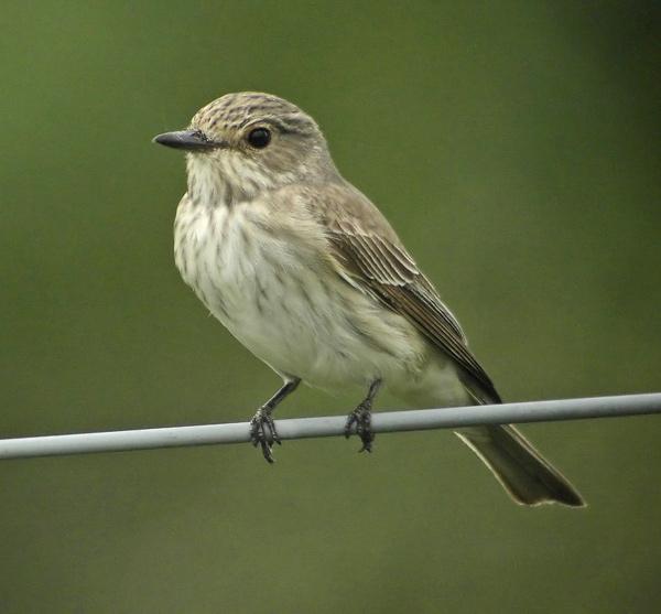 Pigliamosche - Muscicapa striata Pallas