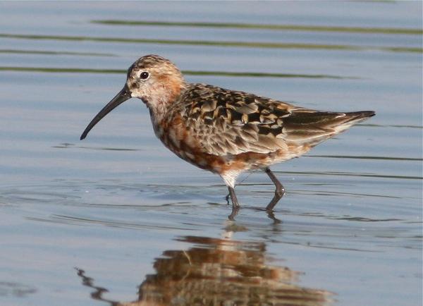 Piovanello comune Calidris ferruginea