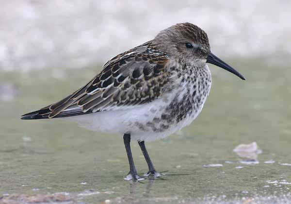 Piovanello pancianera - Calidris alpina