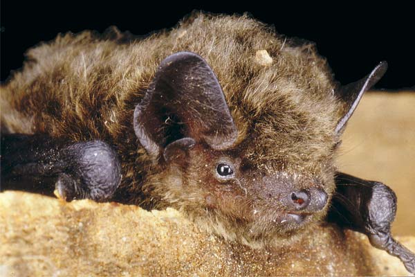 Pipistrello di Nathusius