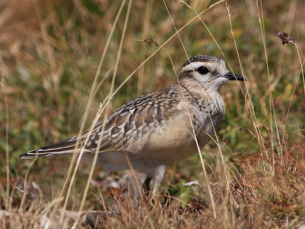 Piviere tortolino