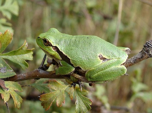 Raganella Italiana