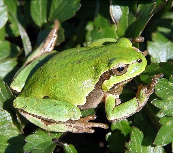 Raganella Italiana