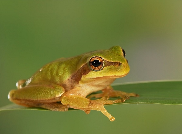 Raganella Mediterranea