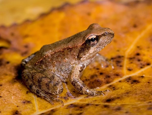 Rana Appenninica