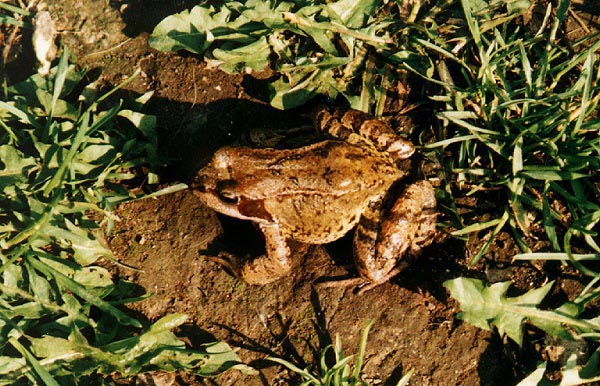 Rana Temporaria