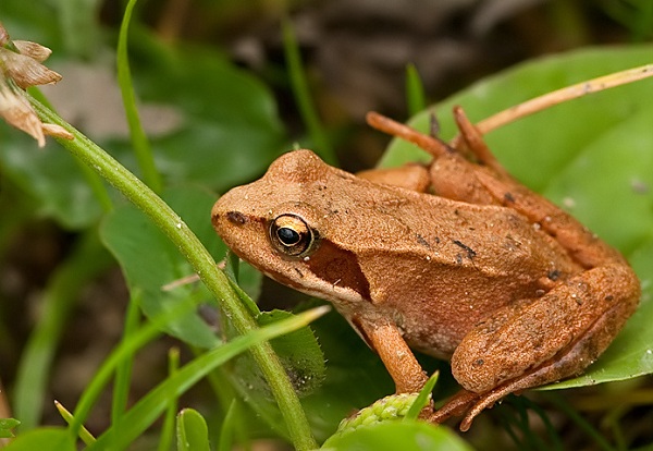 Rana Temporaria