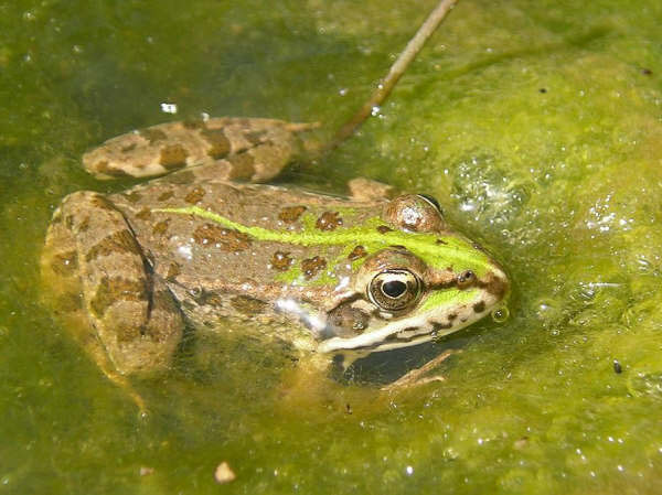 Rana Verde Balcanica