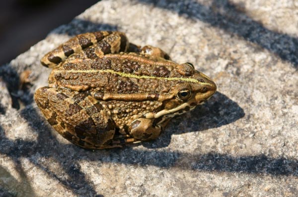 Rana Verde Balcanica