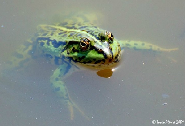 Rana Verde italiana