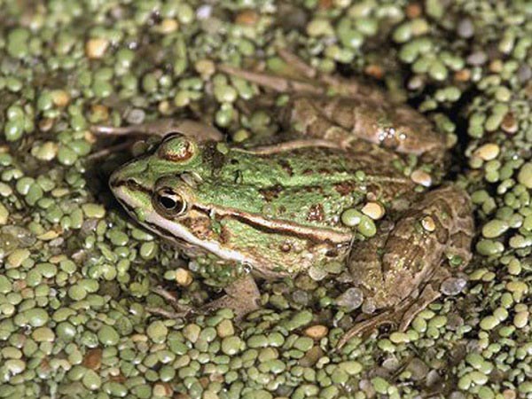 Rana Verde italiana