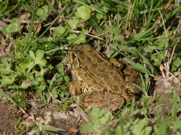 Rana Verde Maggiore