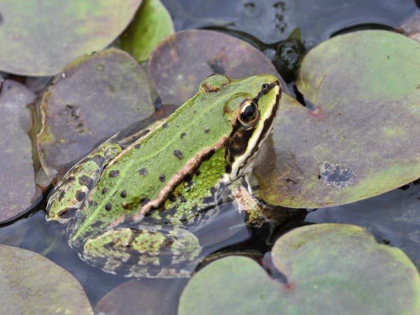 Rana Verde minore