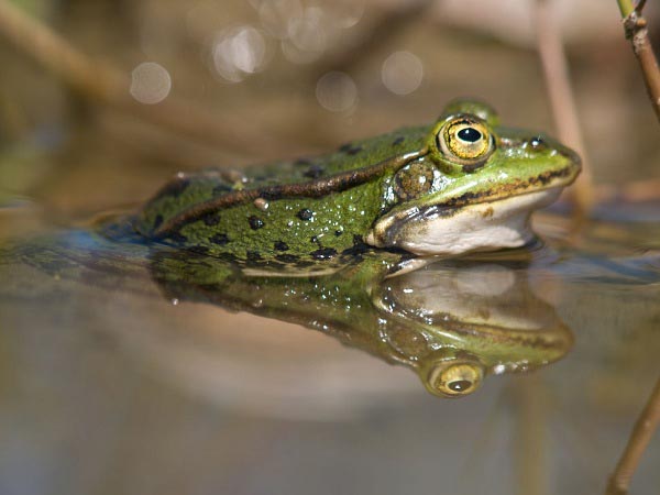 Rana Verde minore