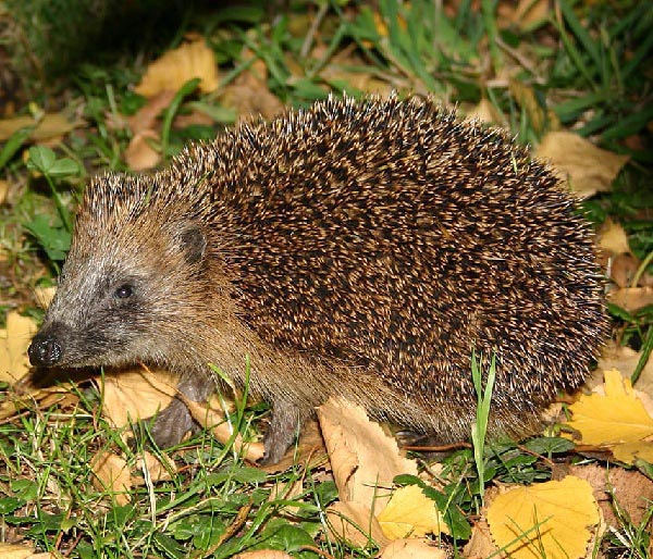 Fauna Selvatica In Italia Riccio Erinaceus Europaeus