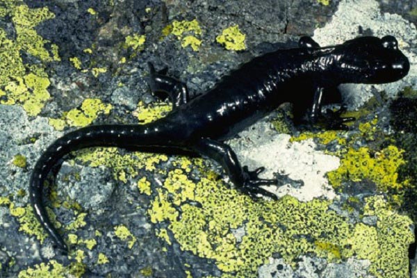 Salamandra Alpina