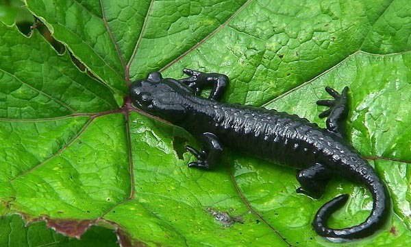 Salamandra Alpina