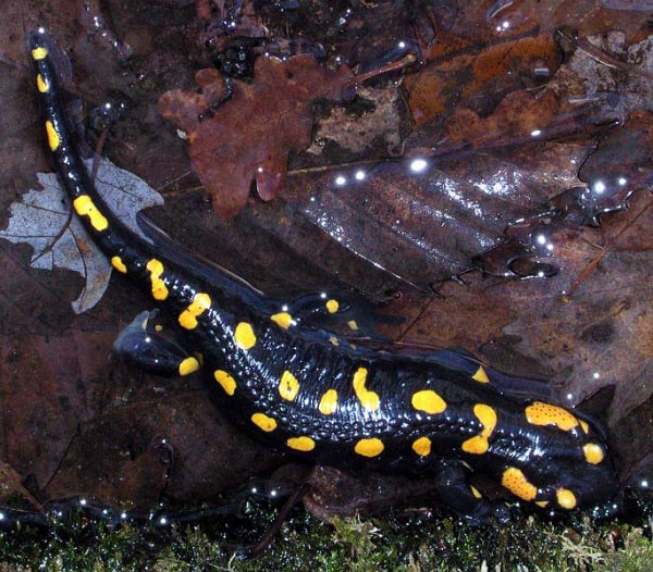 Salamandra Pezzata