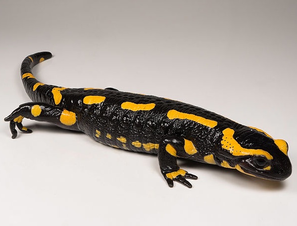 Salamandra Pezzata