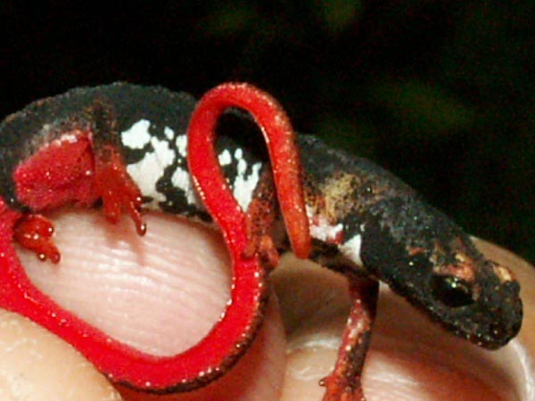 Salamandrina dagli occhiali