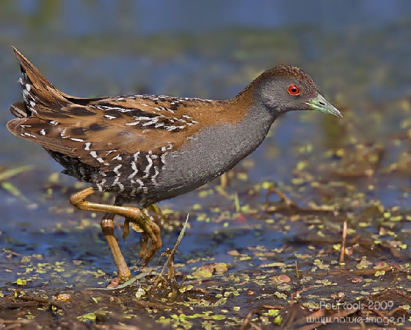 Schiribilla grigiata