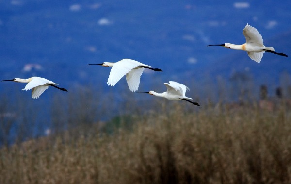 Spatole in volo