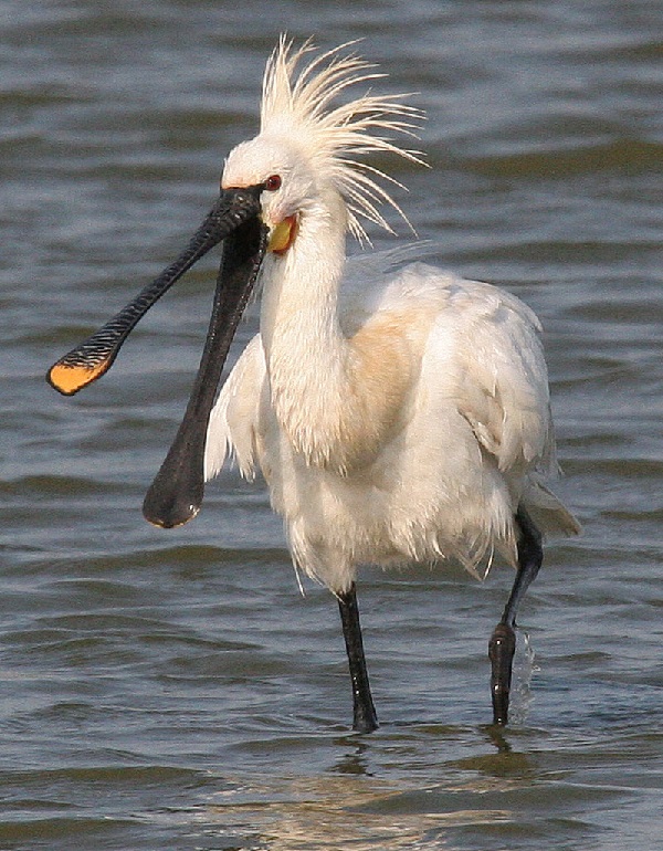 Spatole in volo