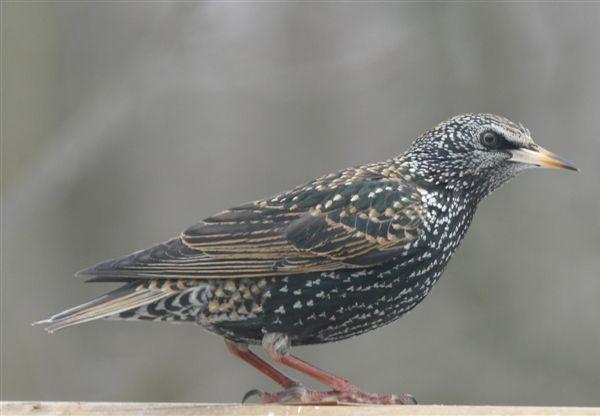 Storno - Sturnus vulgaris L.