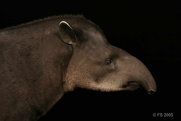 Tapiro del Sudamerica