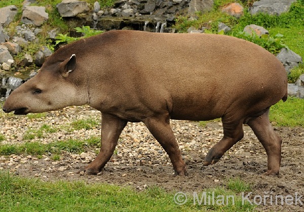 Tapiro del Sudamerica