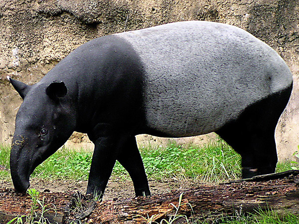 Tapiro della gualdrappa