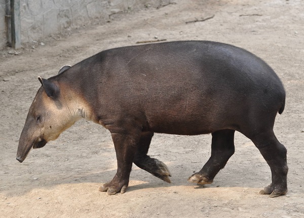 Tapiro di Baird