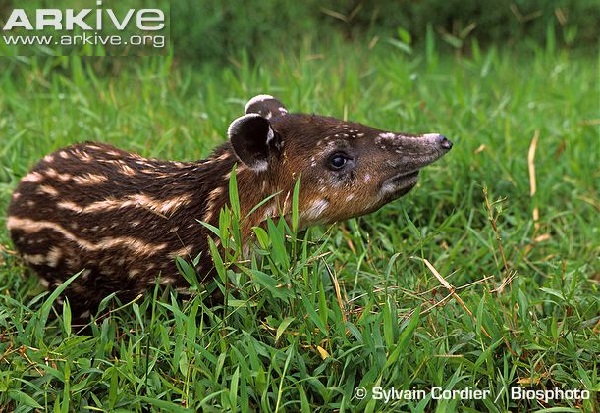 Tapiro di Baird