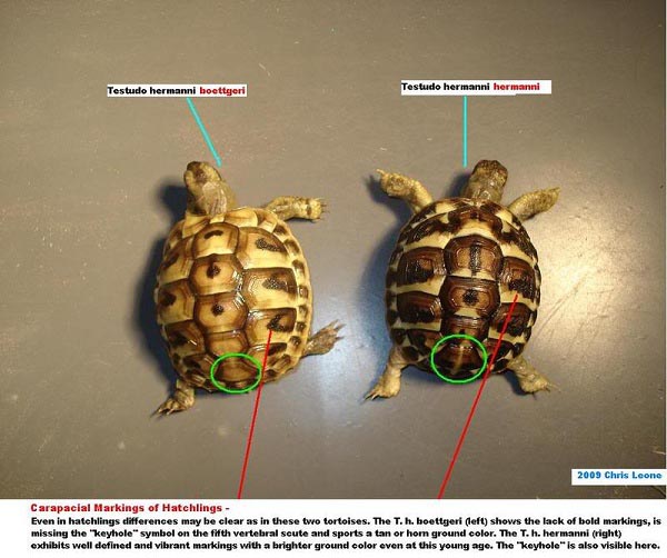 Fauna Selvatica In Italia Testuggine Di Hermann