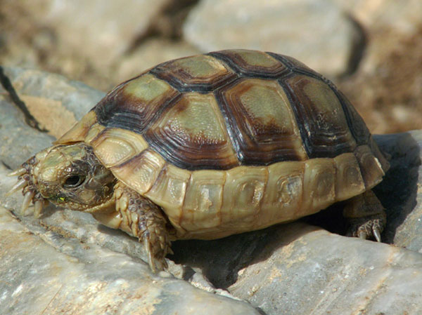 Testuggine Marginata