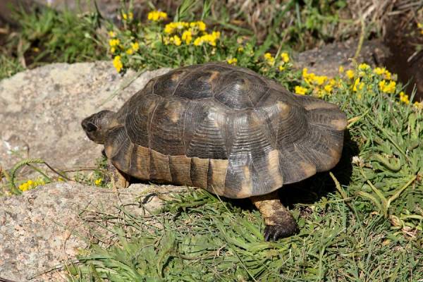 Testuggine Marginata