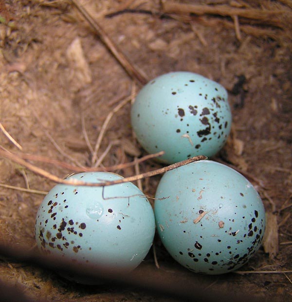 Uova di Tordo Bottaccio