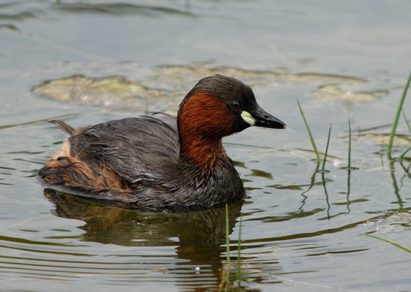 Tuffetto - Tachybaptus ruficollis