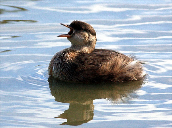 Tuffetto - Tachybaptus ruficollis